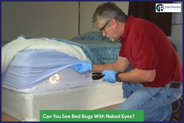 Can You See Bed Bugs With Naked Eyes