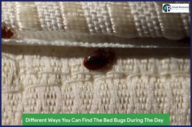 Find Bed Bugs During The Day