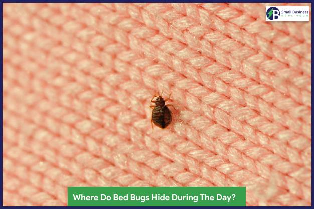 Where Do Bed Bugs Hide