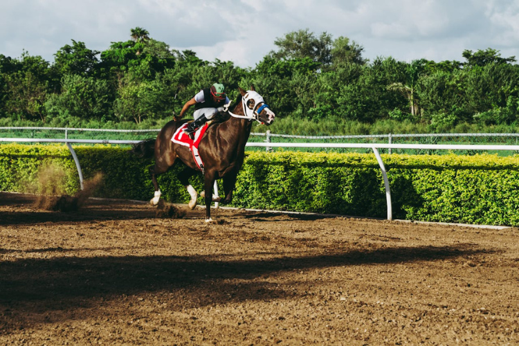 Economics of Horse Racing