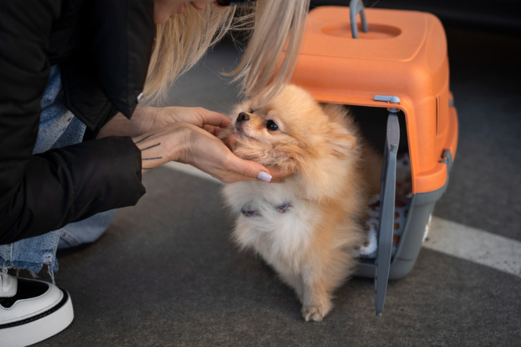 how to crate train a puppy