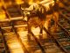 Gold And Silver Market Trends